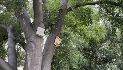 Imagen de dos cajas-refugios colocadas en el almez del estanque de la noria del Real Jardín Botánico (foto: RJB-CSIC).