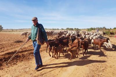 Suso con las cabras y ovejas de su proyecto pionero trashumante en 2018 (foto: Trashumancia y Naturaleza).