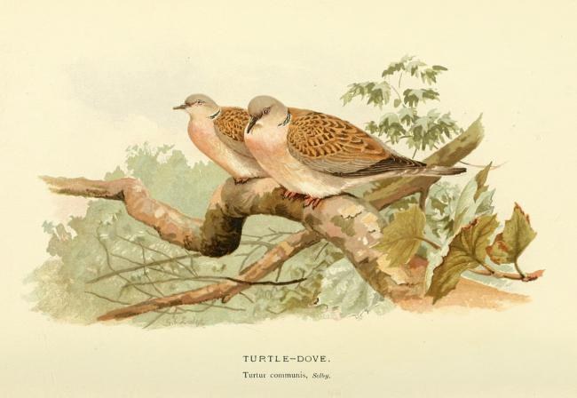 Lámina de una pareja de tórtolas europeas, extraída de Coloured figures of the birds of the British Islands / Lord Lilford.