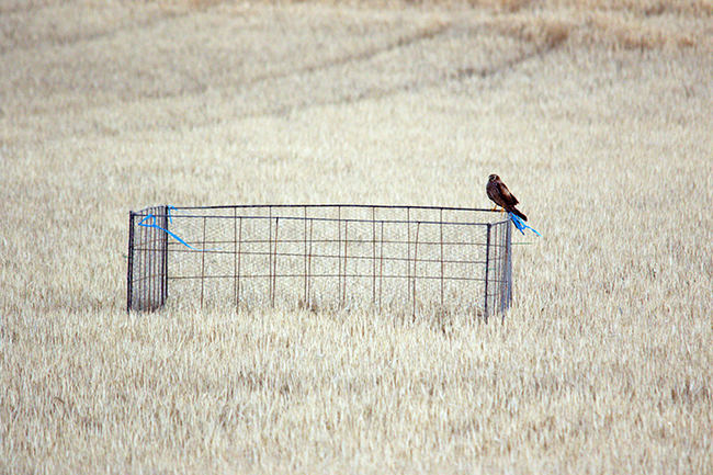 Una hembra de aguilucho cenizo aparece posada en uno de los cercones utilizados para proteger los nidos de esta especie en la comarca extremeña de La Serena (foto:Daniel Merino).