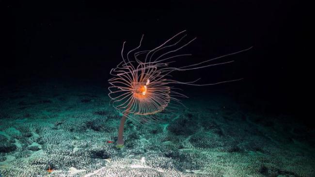 Anémona sobre un fondo marino (foto: Schmidt Ocean Institute).