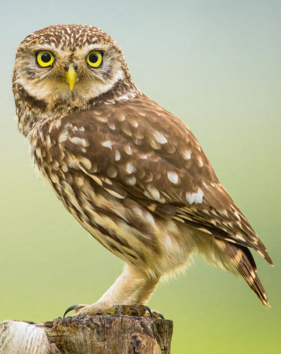 Mochuelo en un posadero (foto: Wim / Adobe Stock).