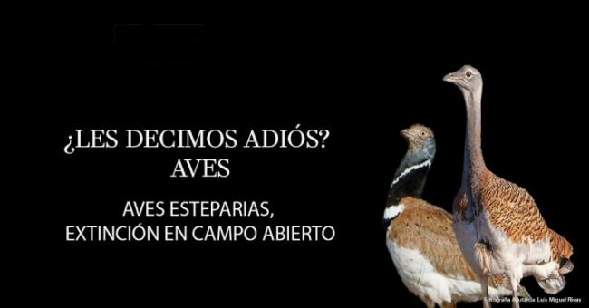 Portada del capítulo de la serie dedicado a las aves esteparias.