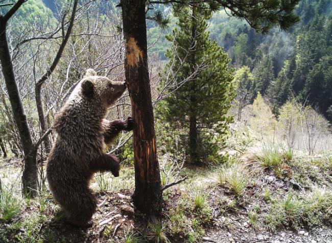 Oso pirenaico en una imagen de fototrampeo tomada en el verano de 2018 (foto: ADLO Pirineo).