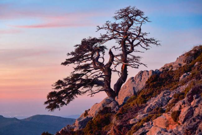 Pinsapo en el Parque Nacional de la Sierra de las Nieves, en la provincia de Málaga (foto: Jesnofer / Adobe Stock).