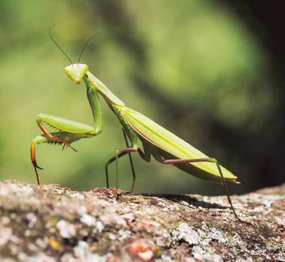 Ejemplar de la especie Mantis religiosa (foto: Herlinde / Adobe Stock).