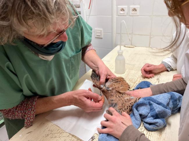 Un cernícalo vulgar herido es atendido en el hospital de fauna francés de Goupil Connexion.