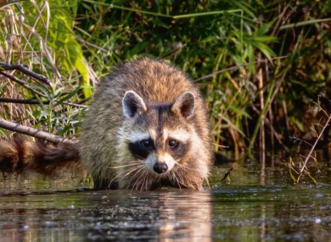 El mapache es una de las especies exóticas invasoras de mamíferos presentes en España (foto: paul / Adobe Stock).