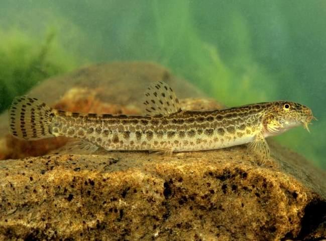 Un cobítido como la colmilleja es un endemismo ibérico presente en el Ebro que ha desaparecido por completo del cauce principal del río (foto: Eduardo Ruiz Baltanás).