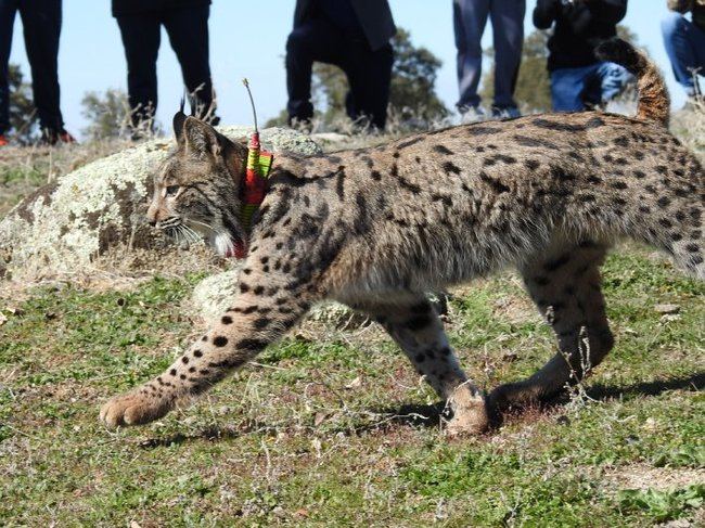 Lince ibérico con collar emisor liberado en 2018 en los Montes de Toledo, en el momento de su liberación (foto: Tamara Burgos).