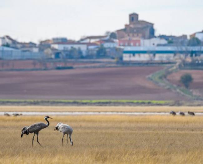 Grullas en la laguna de El Hito, en la provincia de Cuenca. Al fondo se ve el pueblo del mismo nombre (foto: Bruno Durán).