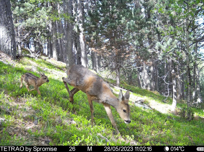 Hembra de corzo (Capreolus capreolus) acompañada por una cría de pocos días de edad. Escena recogida por una cámara de fototrampeo (foto: Pablo Palencia).