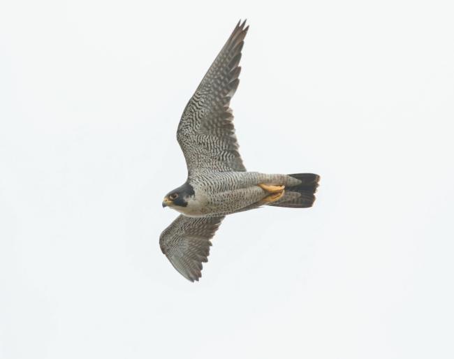 Macho adulto de halcón peregrino en vuelo (foto: Àlex Ollé).