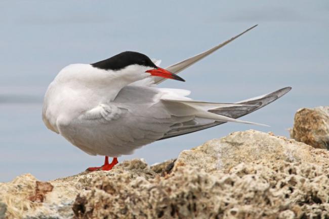 El charrán común colonizó Mallorca como especie reproductora en el año 2001 (foto: Maties Rebassa).