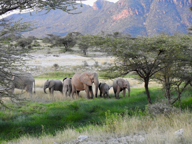 Grupo matriarcal de elefantes en la Reserva Nacional de Shava (Kenia). Foto: José Carlos de la Fuente / Ecowildlife Travel.