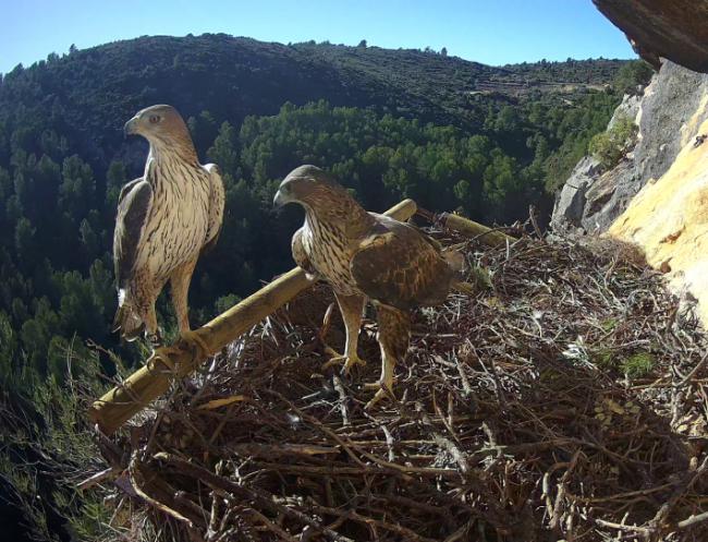 Pareja de águila perdicera en el nido del territorio recuperado para la especie en la provincia de Castellón. Foto: GER-EA.