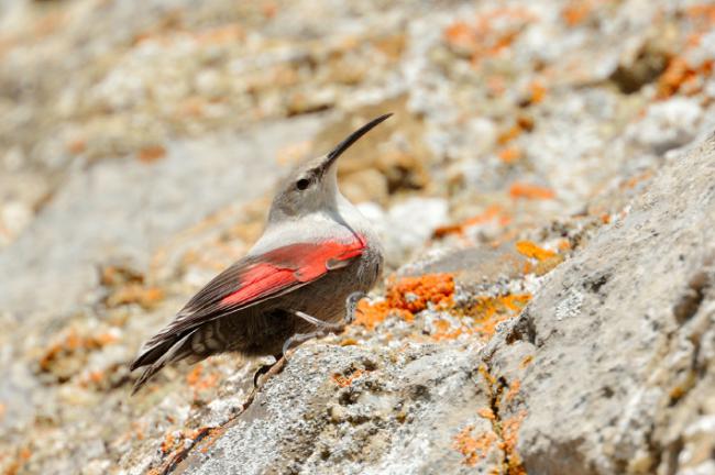 Treparriscos posado sobre una roca (foto: Aabeele / Shutterstock).