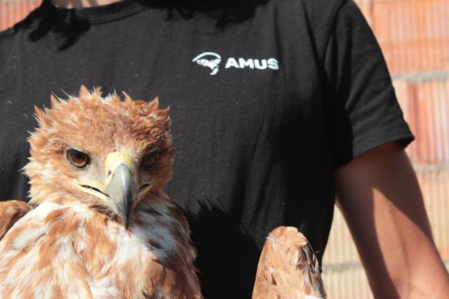 Primer plano del águila imperial “Ayla” en el momento de su ingreso en Amus.