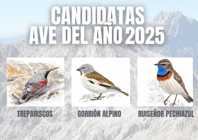 Cartel Ave del Año 2025