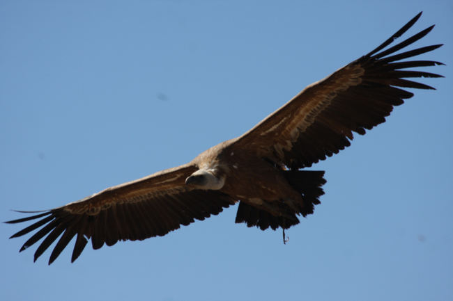 Buitre leonado en vuelo sobre el Refugio de Rapaces de Montejo de la Vega (foto: Jesús Cobo Anula).