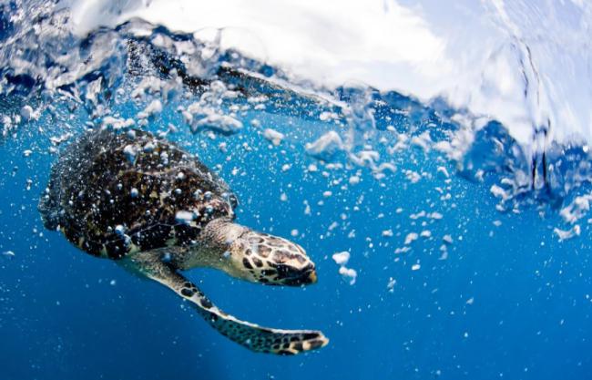 Una tortuga carey nada en las aguas de Larantuka (Flores, Indonesia). Foto: Greenpeace.