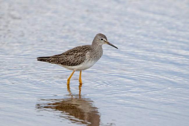 El archibebe patigualdo chico es una limícola cuya categoría de amenaza de la UICN ha pasado a "Vulnerable" (foto: Cory Gregory Field Guides Birding).