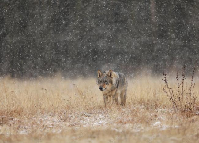 Lobo en un paisaje de taiga en Finlandia mientras nieva (foto: sci / Adobe Stock).