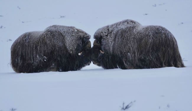 Combate entre machos de buey almizclero en el Parque Nacional de Dovrefjell (Noruega). Foto: Frederic Ferrando.