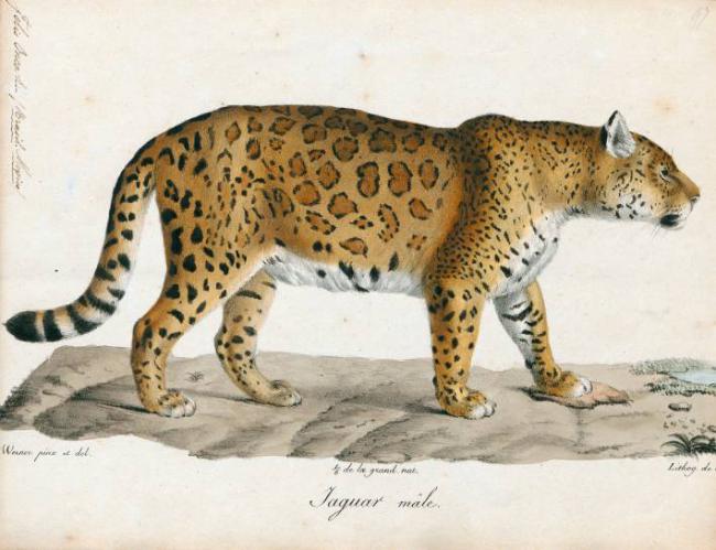 Jaguar. Lámina de Jacques Christophe Werner (1798–1856) y Charles Philibert de Lasteyrie (1759–1849).