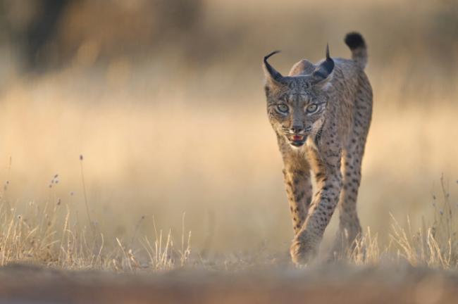 Lince ibérico (foto: Antonio Liébana).