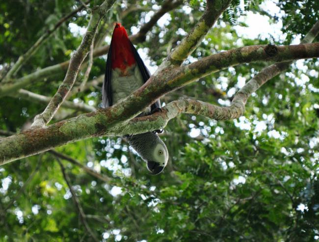 Loro gris de cola roja en libertad, fotografiado en el Parque Nacional de Lomami (foto: José Luis Tella).