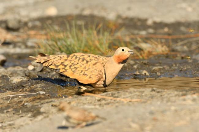 Un macho de ganga ortega bebe en una charca de la comarca del Campo de Tabernas, en la provincia de Almería (foto: Pepe Bayo).