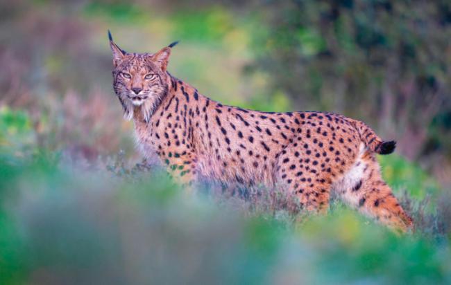 Un lince ibérico se detiene en una ladera para observar (foto: Staffan Widstrand / Adobe Stock).