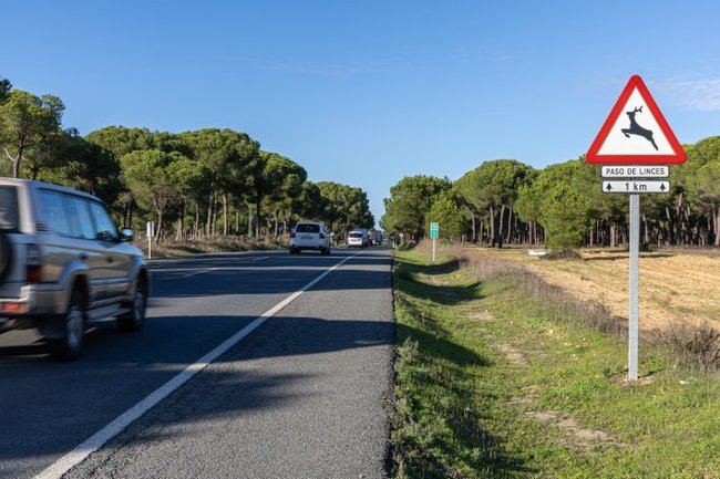 Tramo entre Almonte y El Rocío, en Doñana. En esta carretera está previsto abrir un tercer carril de unos diez kilómetros (foto: Jacinto Román).