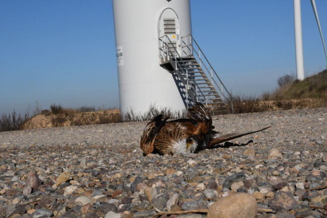 Uno de los dos milanos reales encontrados muertos el pasado 19 de enero en aerogeneradores de la comarca zaragozana del Campo de Borja (foto: Ansar).