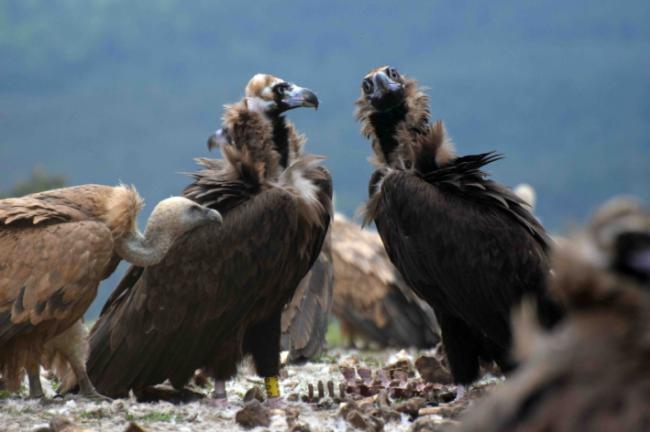 Dos buitres negros, uno de ellos anillado, con buitres leonados en un punto de alimentación para aves carroñeras (foto: Grefa).