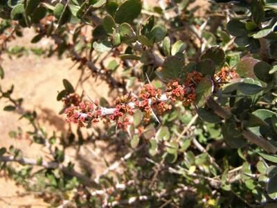 El peralillo espino (Gymnosporia cryptopetala) se refugia en riscos inaccesibles, casi verticales, de las islas de Lanzarote y Fuerteventura (foto: Marco Díaz Bertrana).