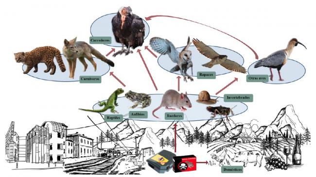 Representación gráfica de los escenarios hipotéticos y simplificados de intoxicación con rodenticidas anticoagulantes en aves de presa y otras especies silvestres y domésticas.