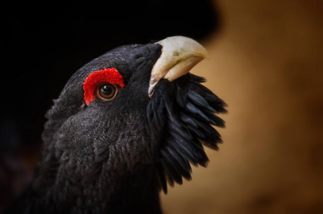 Primer plano de un urogallo común (foto: karel-stepan / Shutterstock).