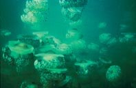 El aumento global 
de las medusas y 
otros integrantes del plancton gelatinoso