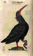 Ilustración de un ibis eremita procedente de la Ornithologiae (1603) de Ulisse Aldrovandi. Bajo el nombre del autor puede leerse “Phlacrocorax ex Illyriomillus”, es decir, “Phalacrocorax (nombre antiguo del ibis eremita) procedente de Illyria” (la actual Croacia