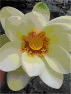 Detalle de una flor de loto sagrado. Entre sus grandes pétalos blancos destaca el receptáculo o carpóforo de color amarillo, rodeado de estambres (foto: José Antonio López Sáez).