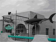 Establecimiento especializado en la contratación de buceo en jaula, en la localidad de Gansbaai, considerada como la capital mundial en el turismo de observación de tiburones blancos.