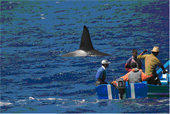 Orcas y atunes en el estrecho de Gibraltar