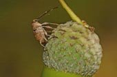 Los coleópteros de las Fragas del Eume