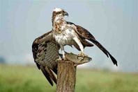 La invernada del águila pescadora en la provincia de Huelva