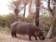 Hipopótamos y arrozales en Guinea-Bissau: un conflicto en vías de solución
