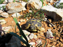 Primeros pasos de la tortuga mediterránea en la Comunidad Valenciana