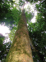 Copaíba: árbol milagroso de la selva amazónica 
