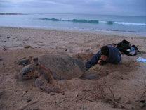 ¿Dónde nacen las tortugas bobas que viven y mueren en las costas españolas?